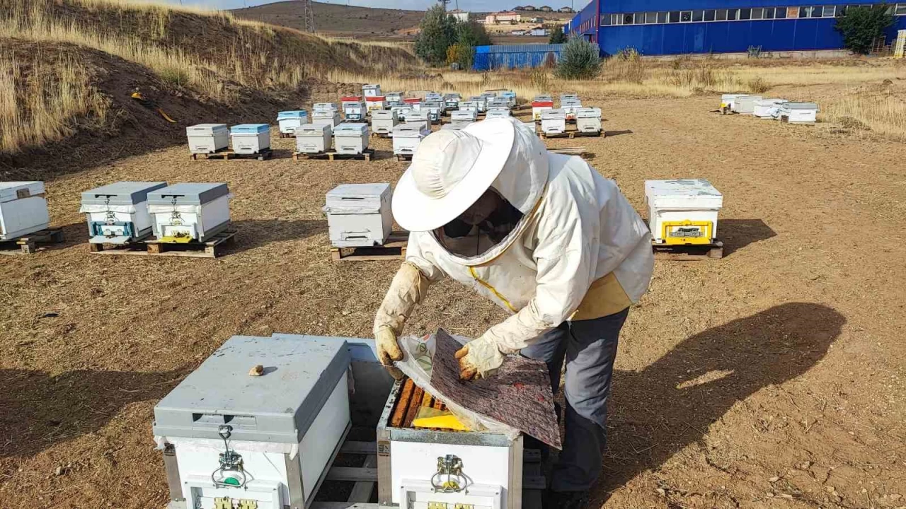 İnsan ayağı değmeyen yerde bal üretiyor