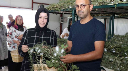 İpek Böceği Besleme Evi projesinde ilk koza hasadı yapıldı