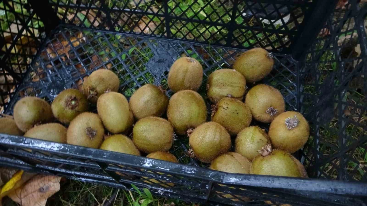 İran'dan gelen kivi fiyatları ucuzlatıyor