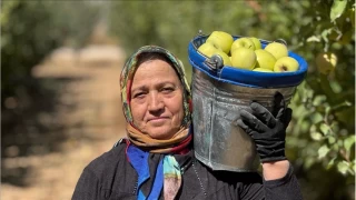  Isparta'da elmada rekolte kayb yksek