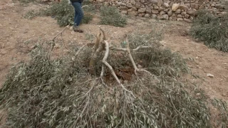 İsrailliler, Batı Şeria'da asırlık yüzlerce zeytin ağacını kesti
