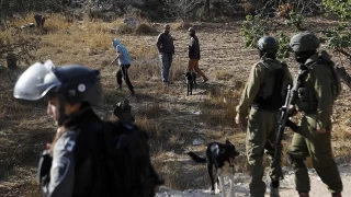 İsrailliler, işgal altındaki Batı Şeria'da Filistinlilere ait zeytin ağaçlarını kesti