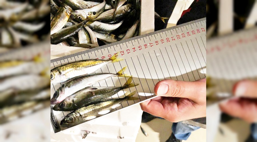 �stanbul'da 6.5 ton bal��a el konuldu