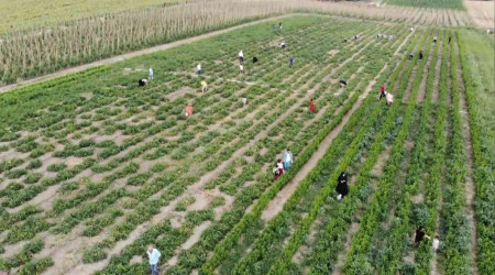 stanbul'un gbeinde tarladan sebze topluyorlar