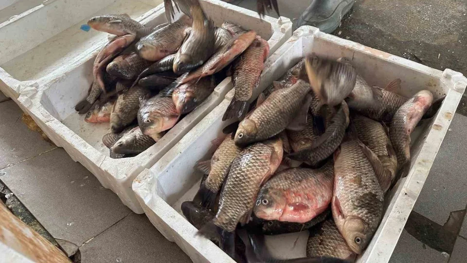 �stilac� �srail sazanlar� bal�k��lara gelir kayna�� oldu