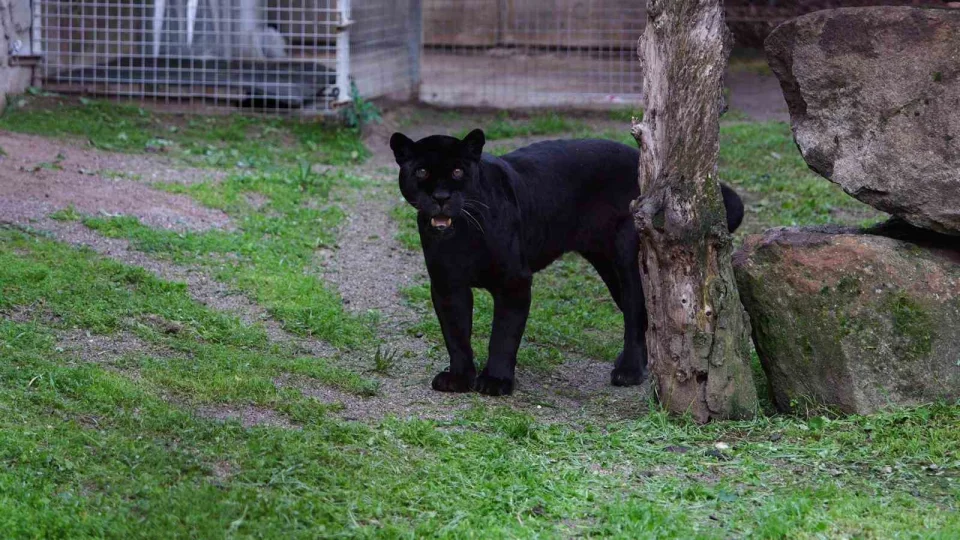 �zmir Do�al Ya�am Park�'na siyah jaguar ve bozay� geldi