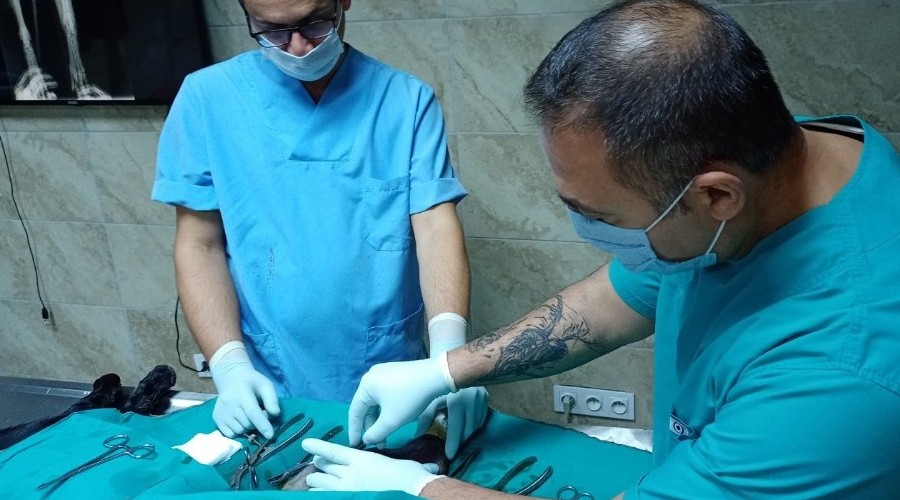 İzmit Belediyesi veterinerleri İBB ile ortak çalışıyor