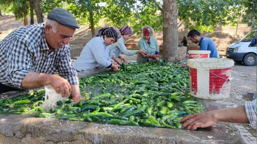 Kahramanmaraş salatalığı sofralarda