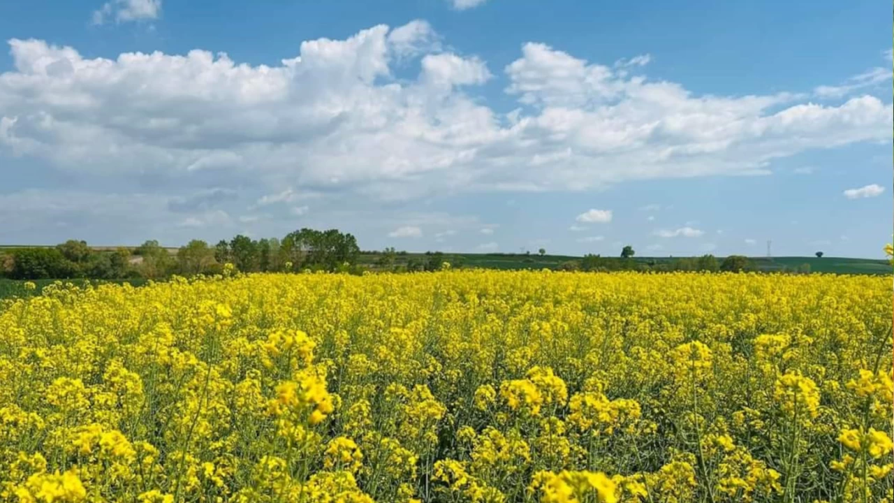 Kanolalar tarlalar� sar�ya boyad�