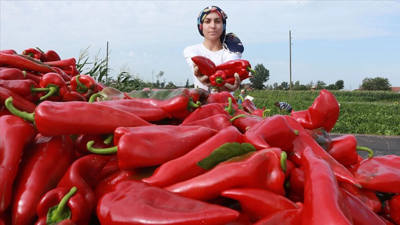 Kapya biberi ihracatında sıkıntı büyük