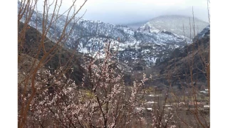 Kar yağışı meyve ağaçlarını üşüttü