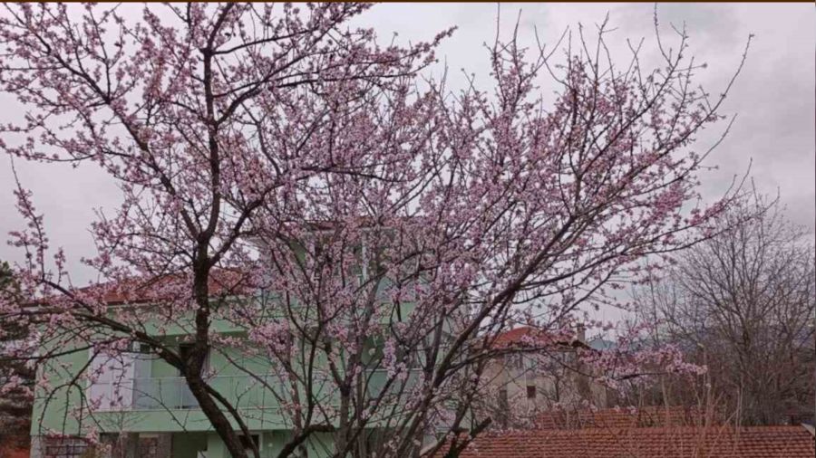 Karabük'te badem ağaçları çiçek açtı