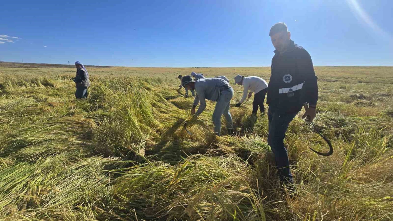 Karacadağ pirinci zengin mineral oranıyla dikkat çekiyor