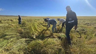 Karacadağ pirinci zengin mineral oranıyla dikkat çekiyor