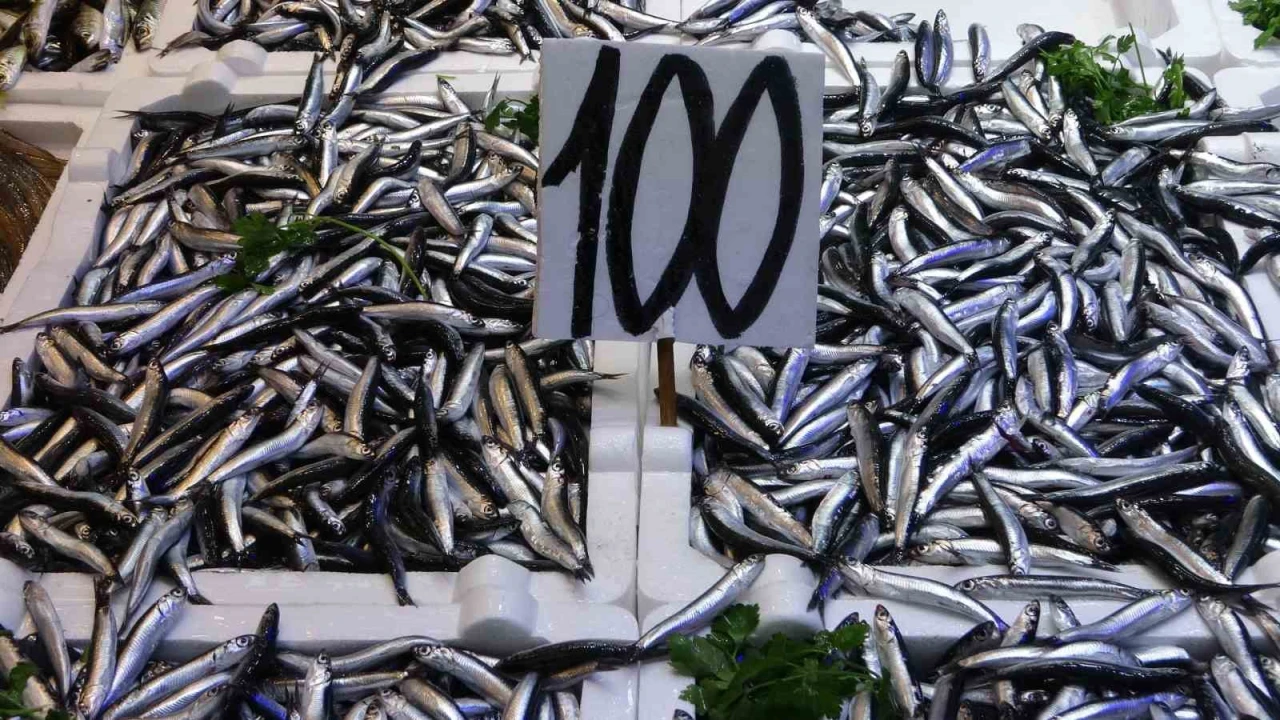 Karadeniz'de hamsi bereketi yaşanıyor