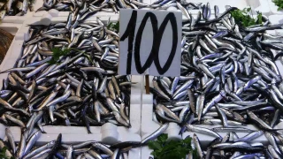 Karadeniz'de hamsi bereketi yaşanıyor