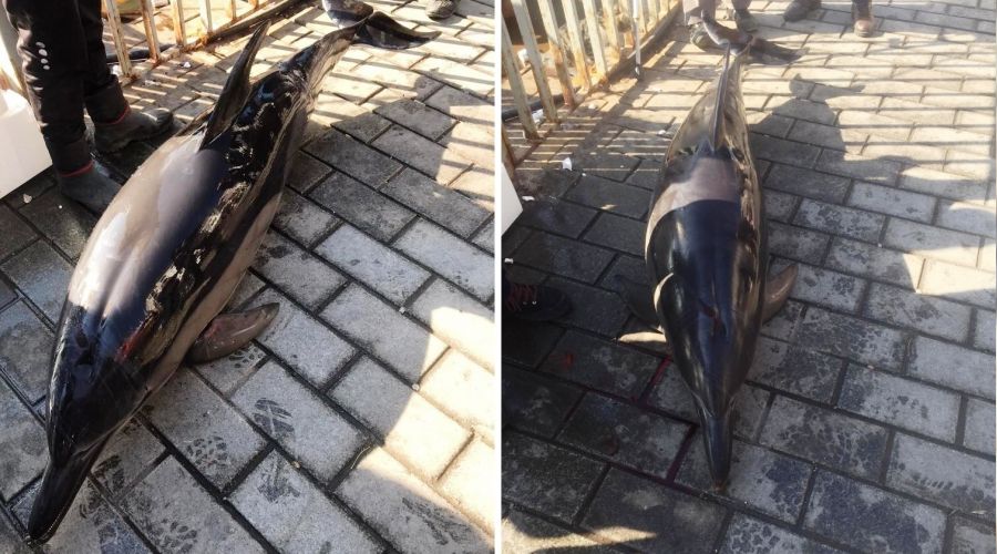 Karak�y'de yunus k�y�ya vurdu