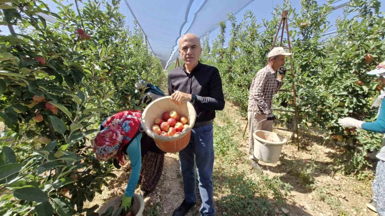 Karaman'da erkenci elma hasad� ba�lad�