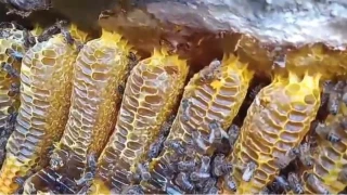 Kayalıklar arasında bal avı kamerada
