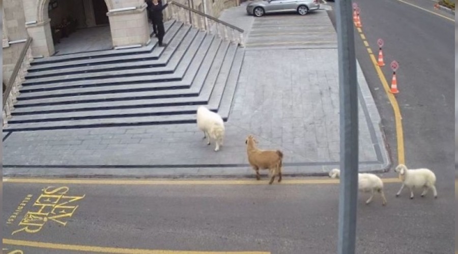 Kei ve koyunlar Nevehir Belediyesi'ni bast