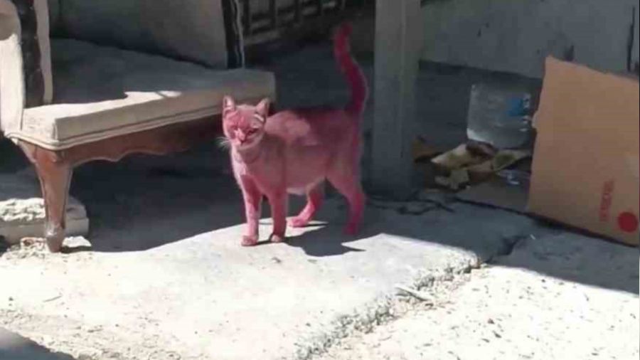 Kediyi pembeye boyay�p soka�a sald�lar