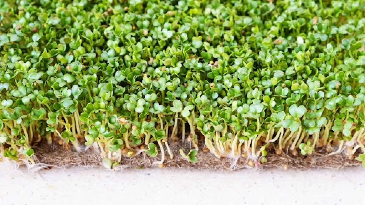 Kendi k���k faydalar� �ok b�y�k: Brokoli filizi