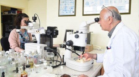 Keneler en çok bu illerde tehlike saçıyor