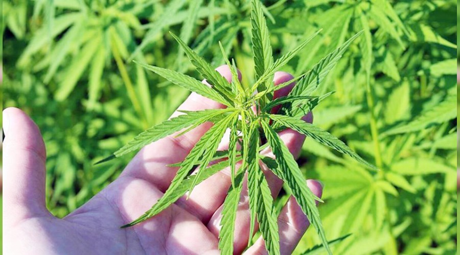 Kenevir ekim alan� artt�