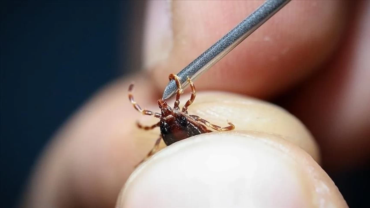 Keneye elle müdahale etmek ölümcül olabilir