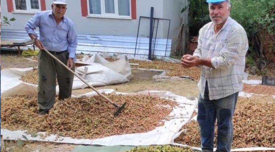 Kepsut fındığı Karadeniz fındığına rakip oluyor