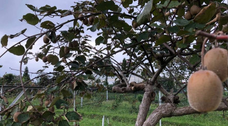 Kivi Rize çayına alternatif olamadı