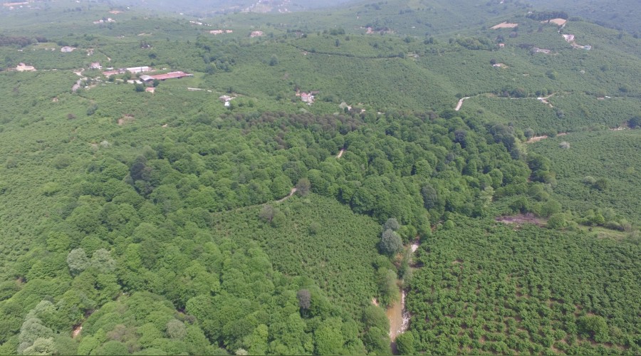 Kocaoluk orman gn yzne kyor