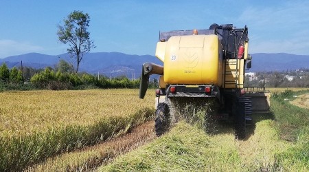 Konuralp pirincinde hasat zamanı