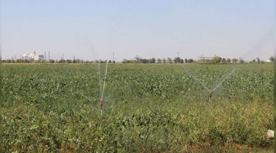 Konya Ovas�'nda pancarda olumsuzluk g�r�nm�yor