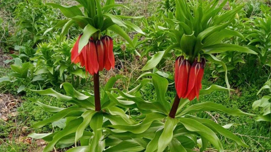 Koparman�n cezas� 244 bin lira