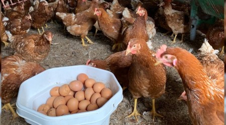 Korona kanatlı sektörüne talebi artırdı