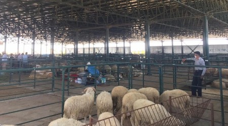 Kurban pazarında sessizlik