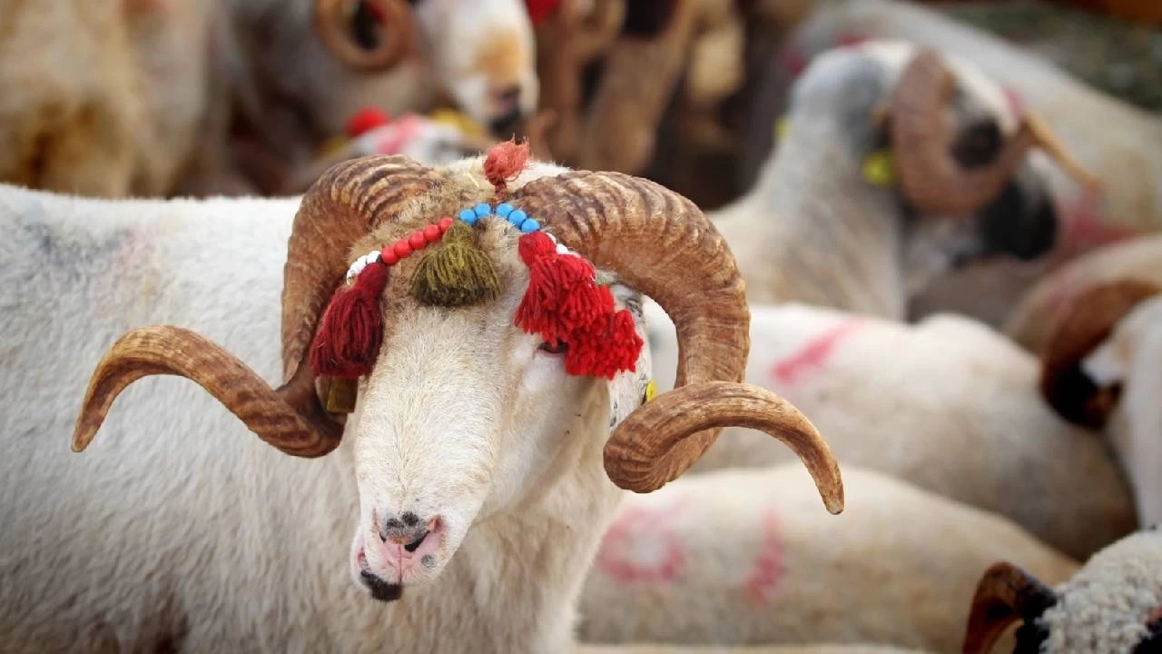 Kurbanlık alırken dikkat edilmesi gerekenler