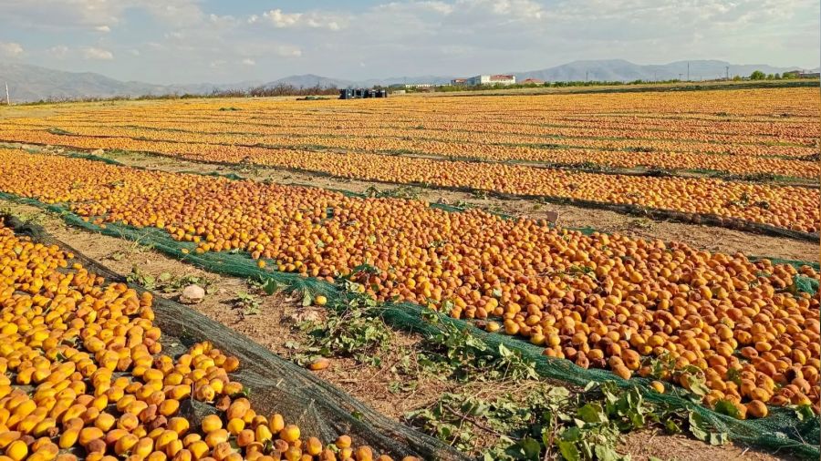 Kuru kayısıda hedef 85 bin tonu aşmak