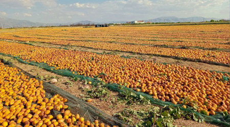 Kuru kayısıda hedef 85 bin tonu aşmak