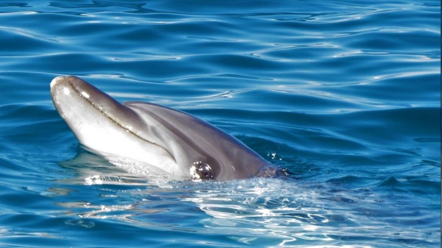 Ku�adas�'nda son 1 haftada 6 yunus �ld�