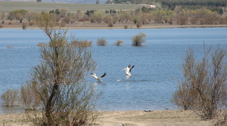 Ku�lara ev sahipli�i yap�yor