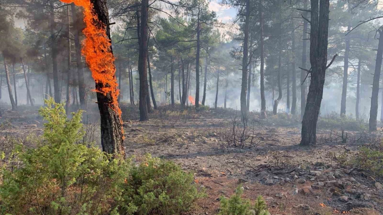 Ktahya'da yldrm, orman yangnna neden oldu: 8 dekar alan zarar grd