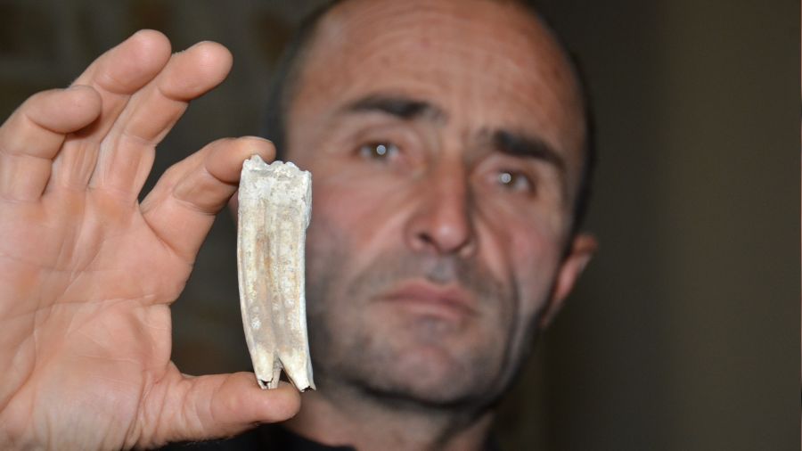 Kuzu otlatırken 16 milyon yıllık at dişi buldu
