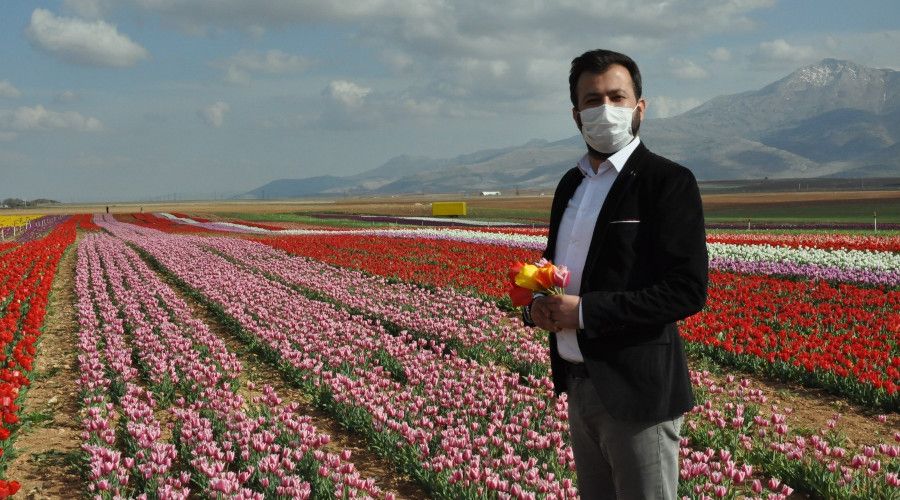 Lale tarlasında korona virüs sessizliği