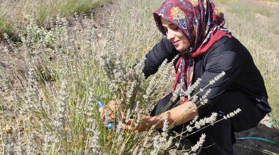Lavanta Gümüşhane'de üreticinin gelir kapısı oldu