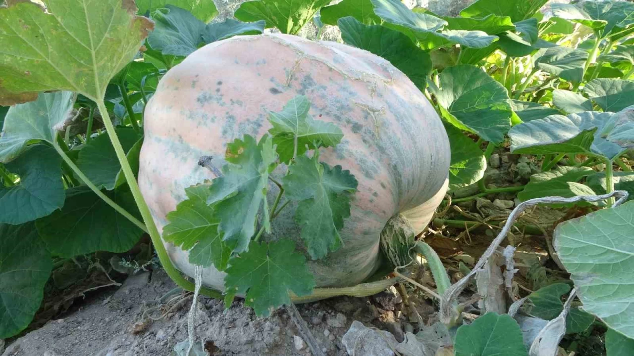 Malatya'da bal kabanda yksek verim