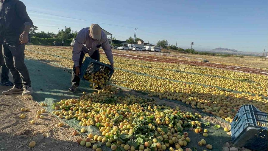 Malatya'da kayısı hasadı sürüyor