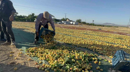 Malatya'da kayısı hasadı sürüyor