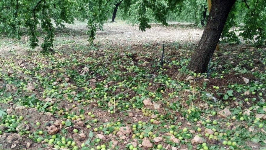 Malatya'da sağanak ve dolu meyvelere zarar verdi